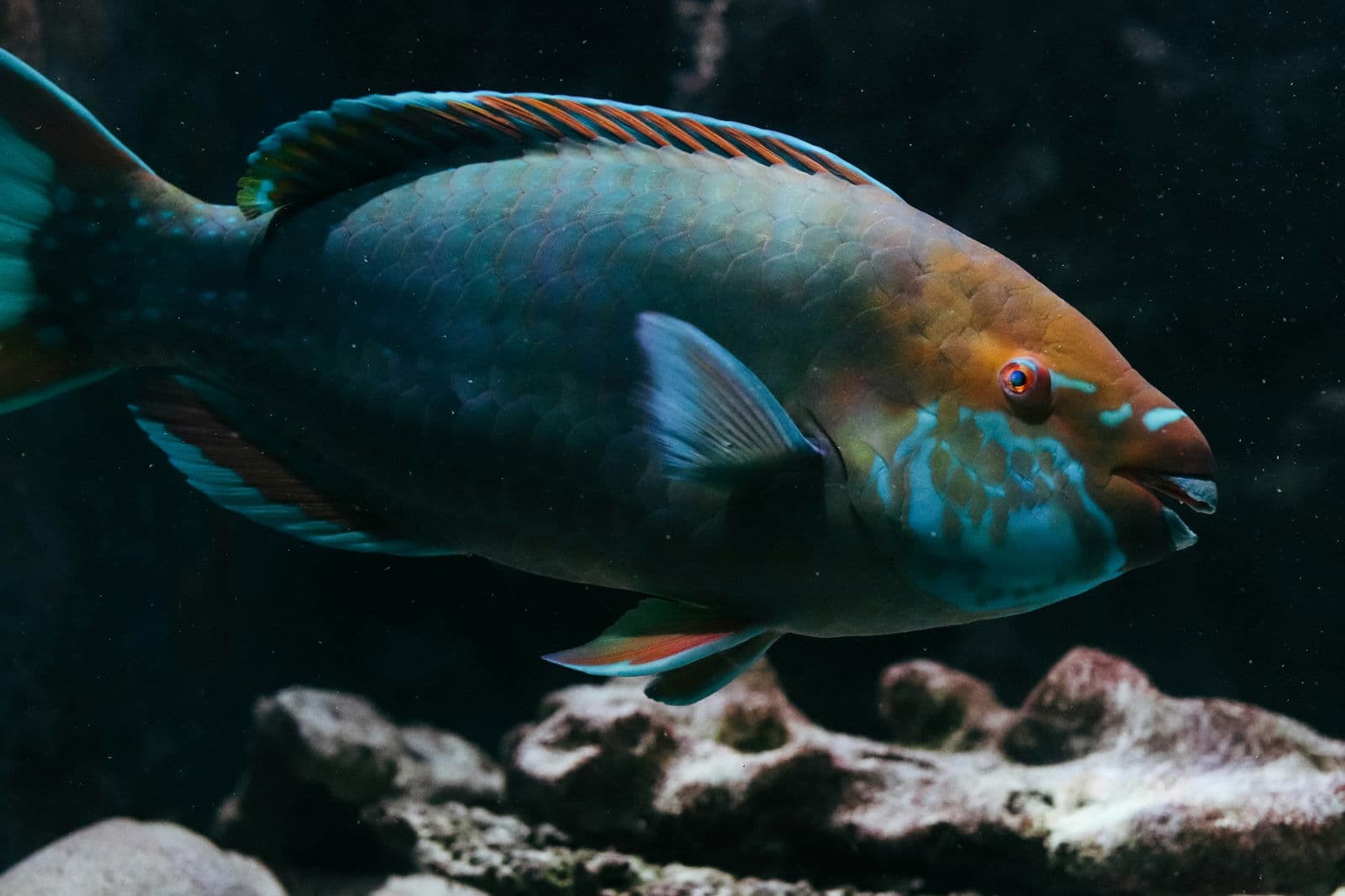 Butterflyfish & Parrotfish
